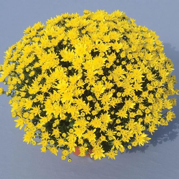 Chrysanthemum