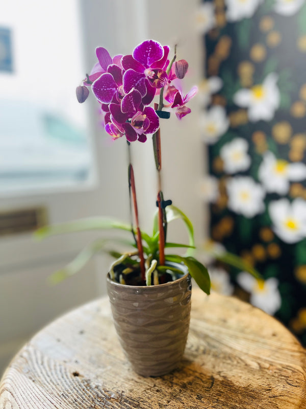 pot for orchid plant Potted Phalaenopsis Orchid Plant
