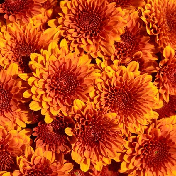 Chrysanthemum - SMALL - Potted Plant Gallon Size