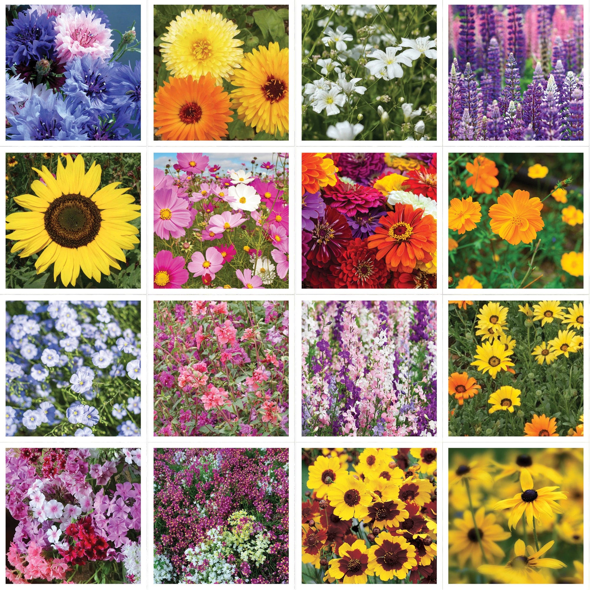 Help the Pollinators Wildflower Seed Packets