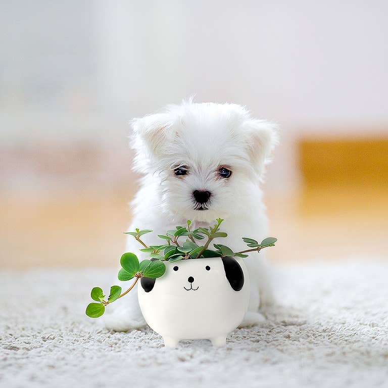 dog succulent Small Dog Succulent Planter