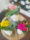 Puppy Plant Kalanchoe