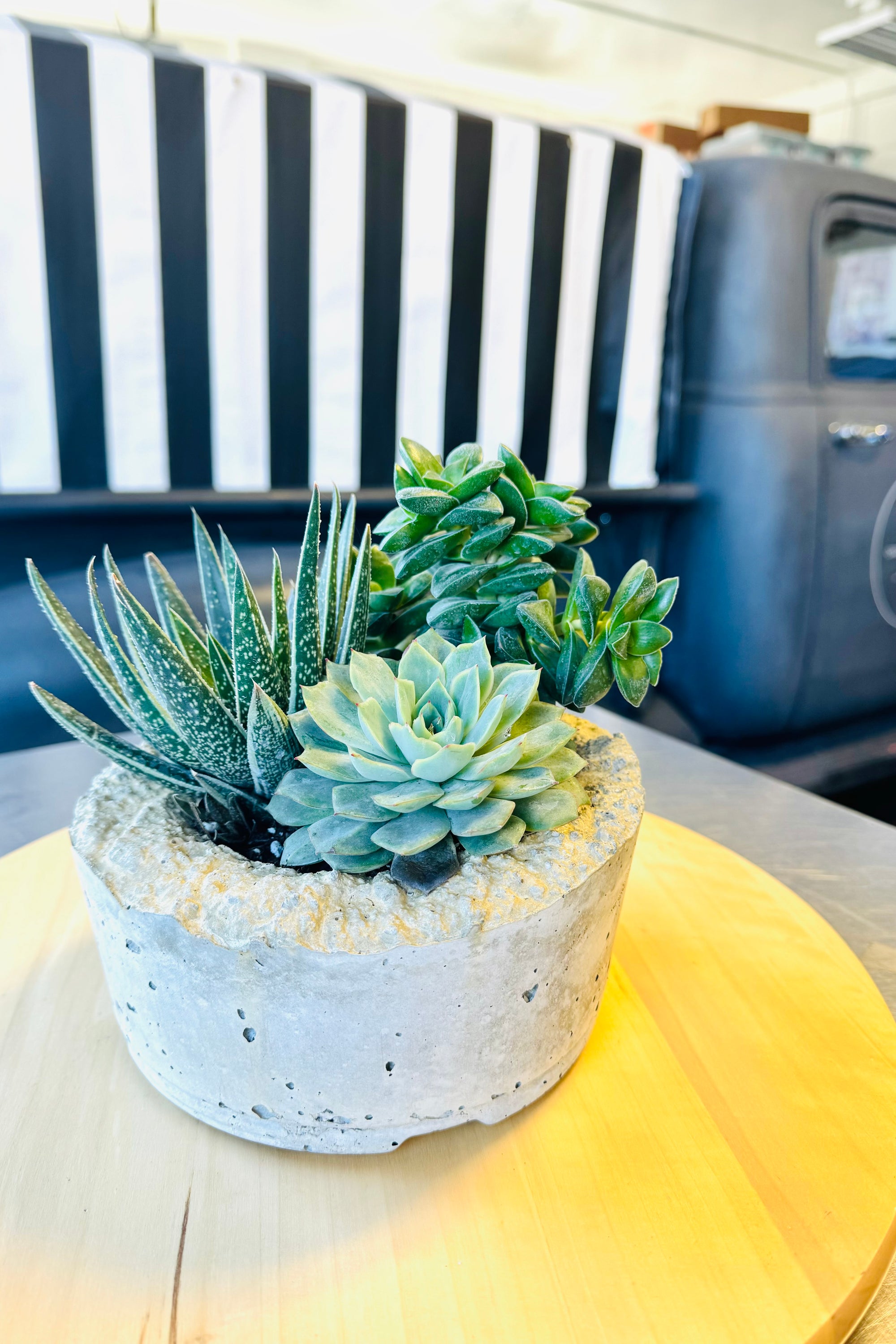 succulent plants potted Potted Succulent Plants – Stylish & Low-Maintenance Greenery