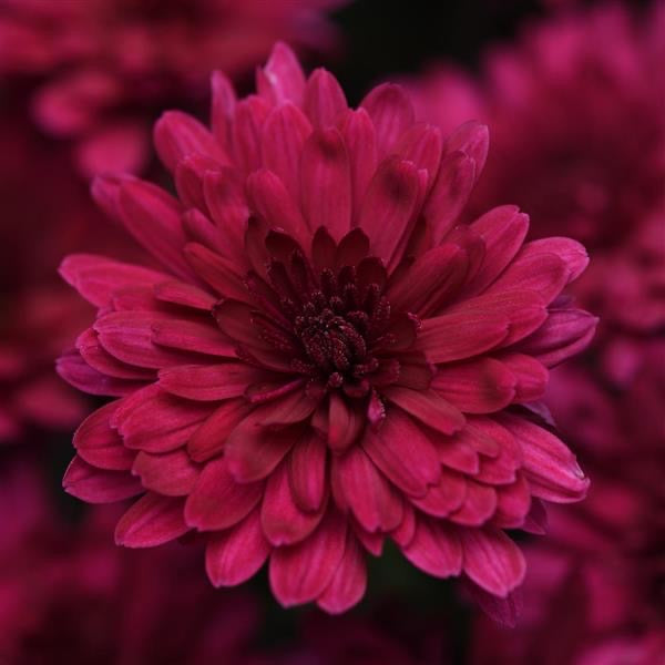 Chrysanthemum - SMALL - Potted Plant Gallon Size