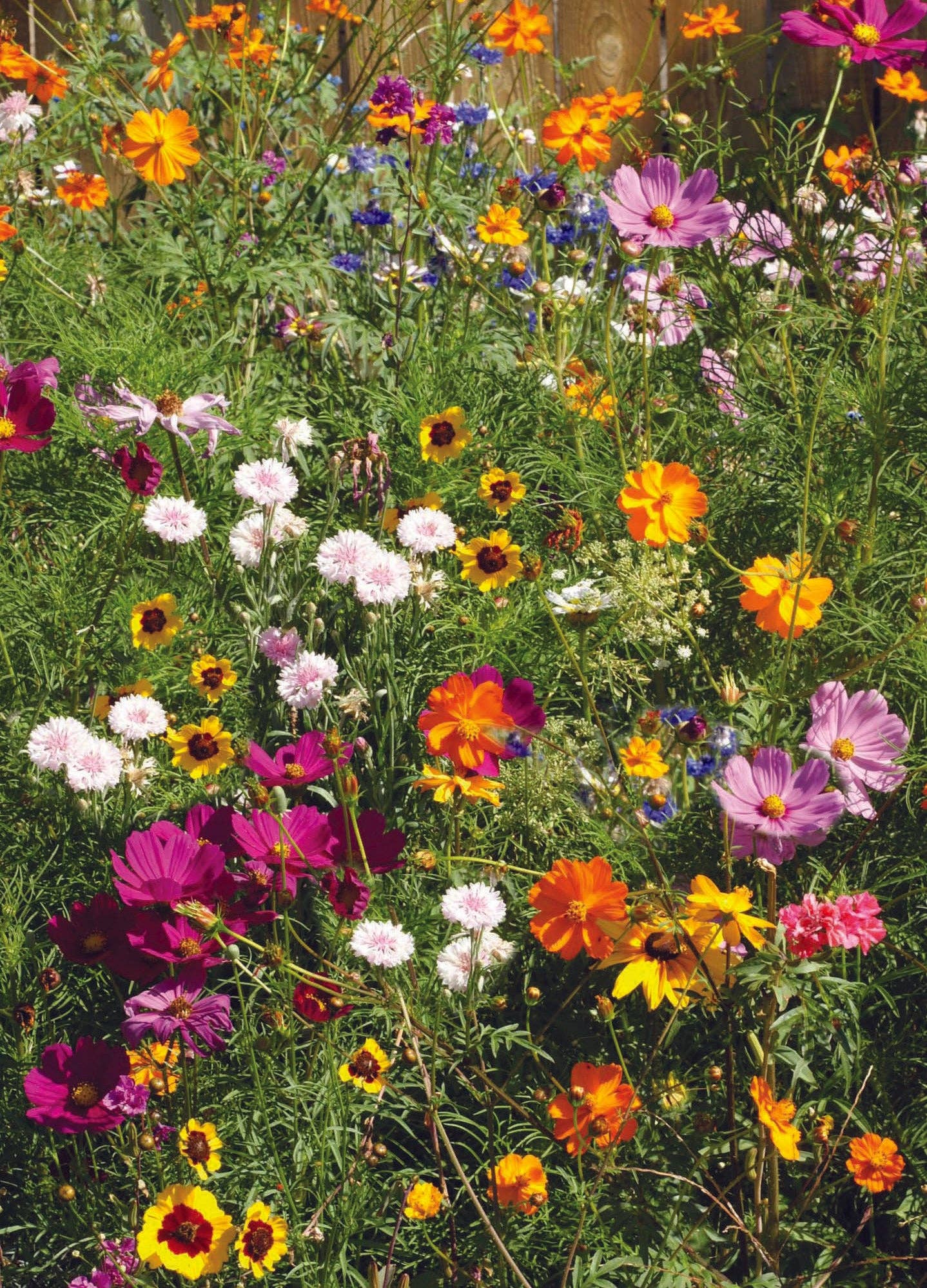 Bee Kind Help Pollinators - Flower Mix Seed Packets