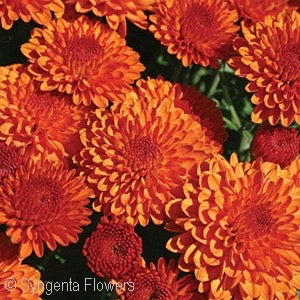 Chrysanthemum - SMALL - Potted Plant Gallon Size
