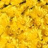 Chrysanthemum - Potted Plant Gallon Size