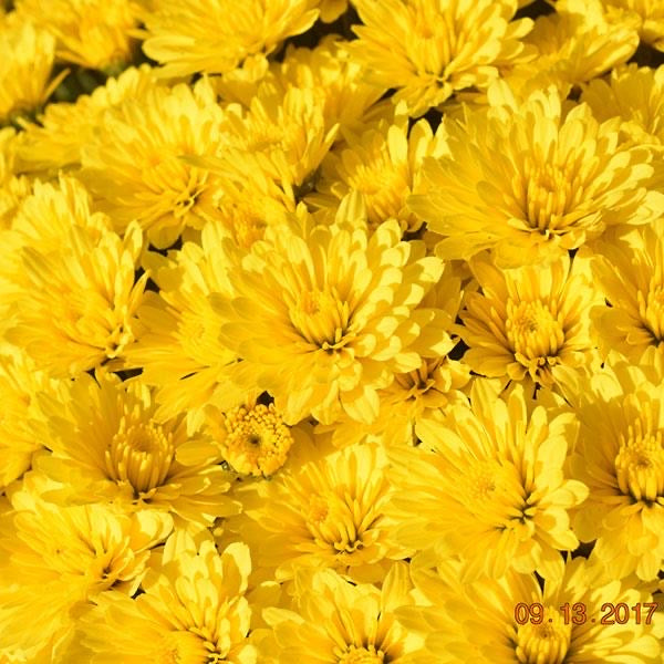 Chrysanthemum - SMALL - Potted Plant Gallon Size
