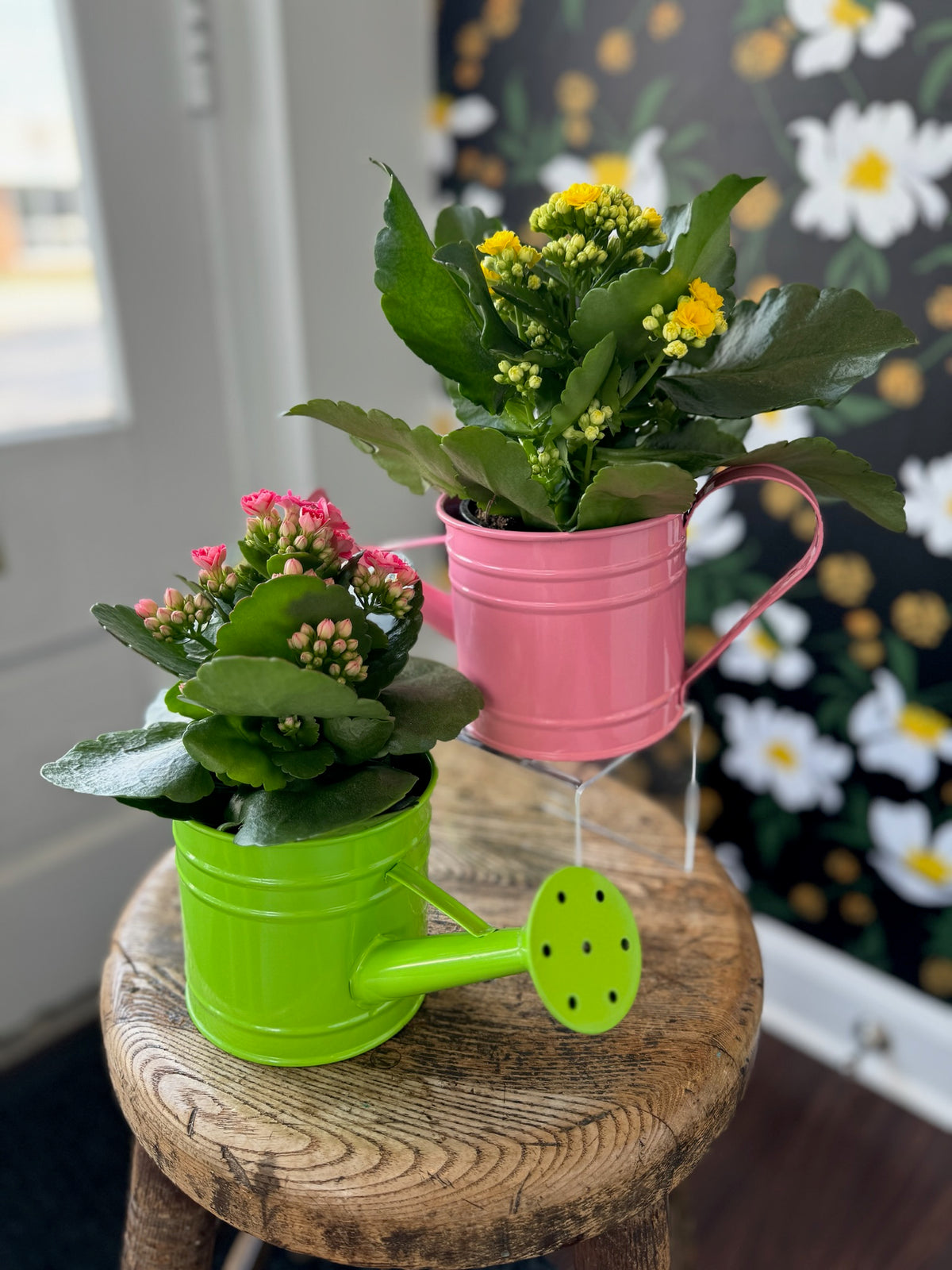 succulent plants watering Watering Can Succulent Plant