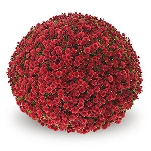 Chrysanthemum - LARGE Potted Plant 14in