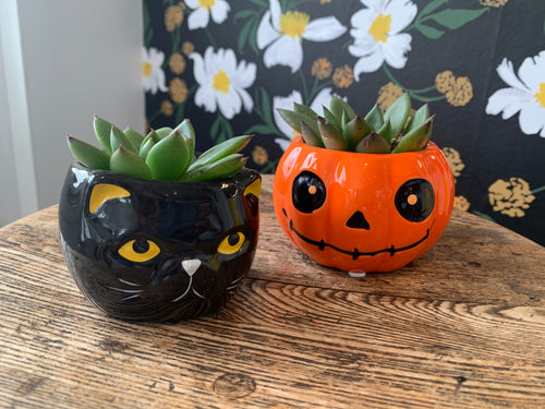 Mini Halloween Succulent