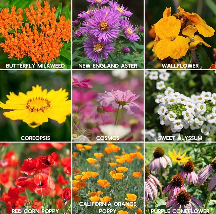 wildflower seed paper hearts