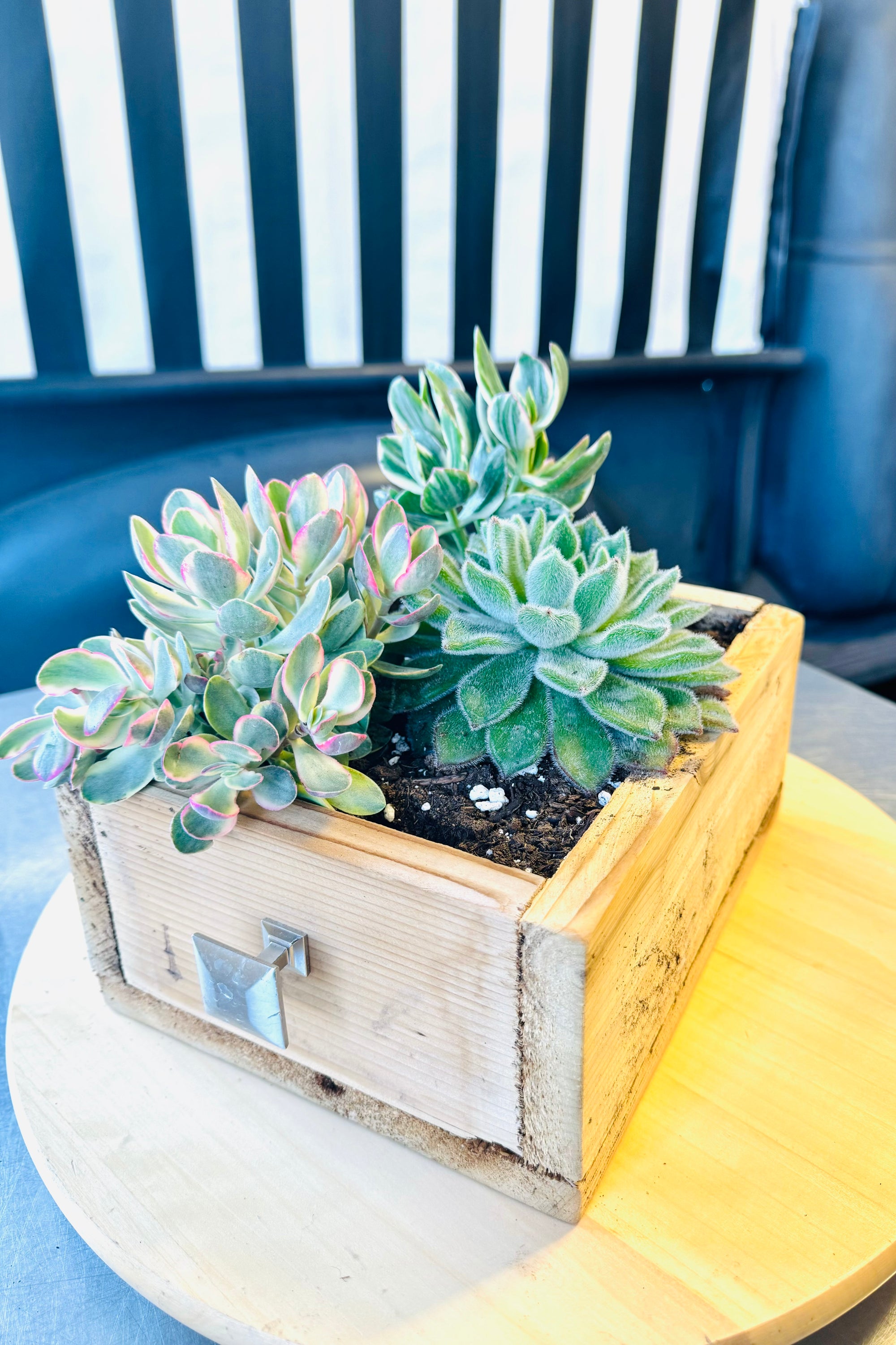 country lane succulent plants Potted Succulent Plants – Stylish & Low-Maintenance Greenery