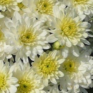 Chrysanthemum - SMALL - Potted Plant Gallon Size