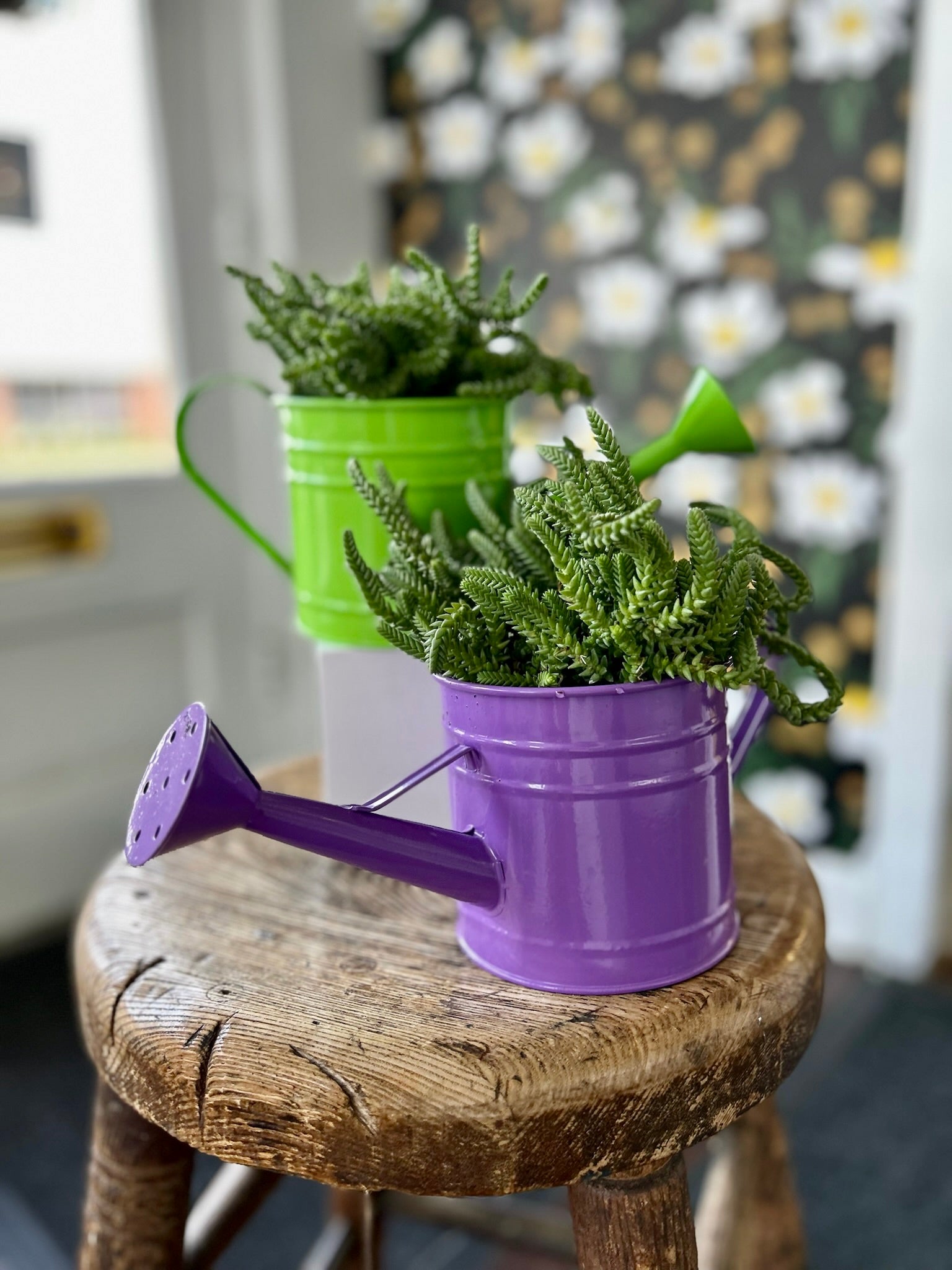 mini succulent watering Watering Can Succulent Plant