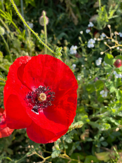 In Our Hearts Remembrance Memorial - Flanders Poppy Seeds