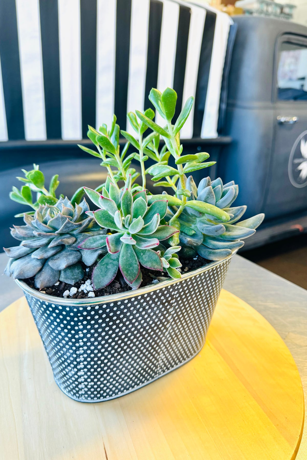succulent houseplant Potted Succulent Plants – Stylish & Low-Maintenance Greenery
