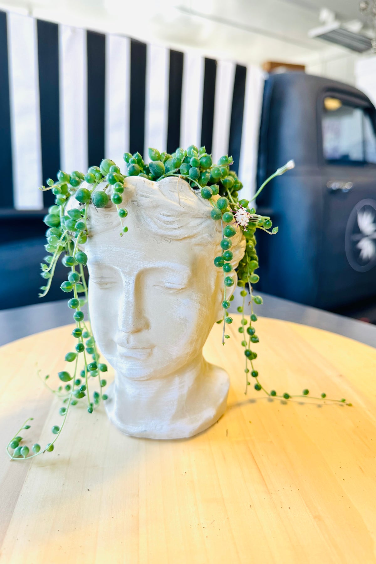 sculptural succulents Potted Succulent Plants – Stylish & Low-Maintenance Greenery
