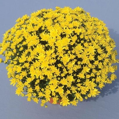 Chrysanthemum - LARGE Potted Plant 14in