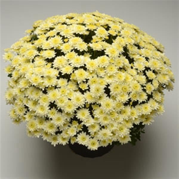 Chrysanthemum - LARGE Potted Plant 14in