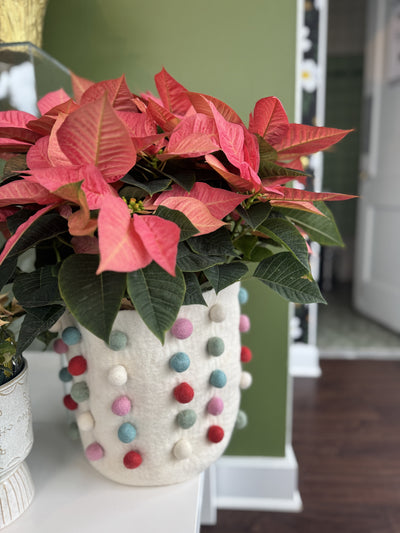 Poinsettia Plant