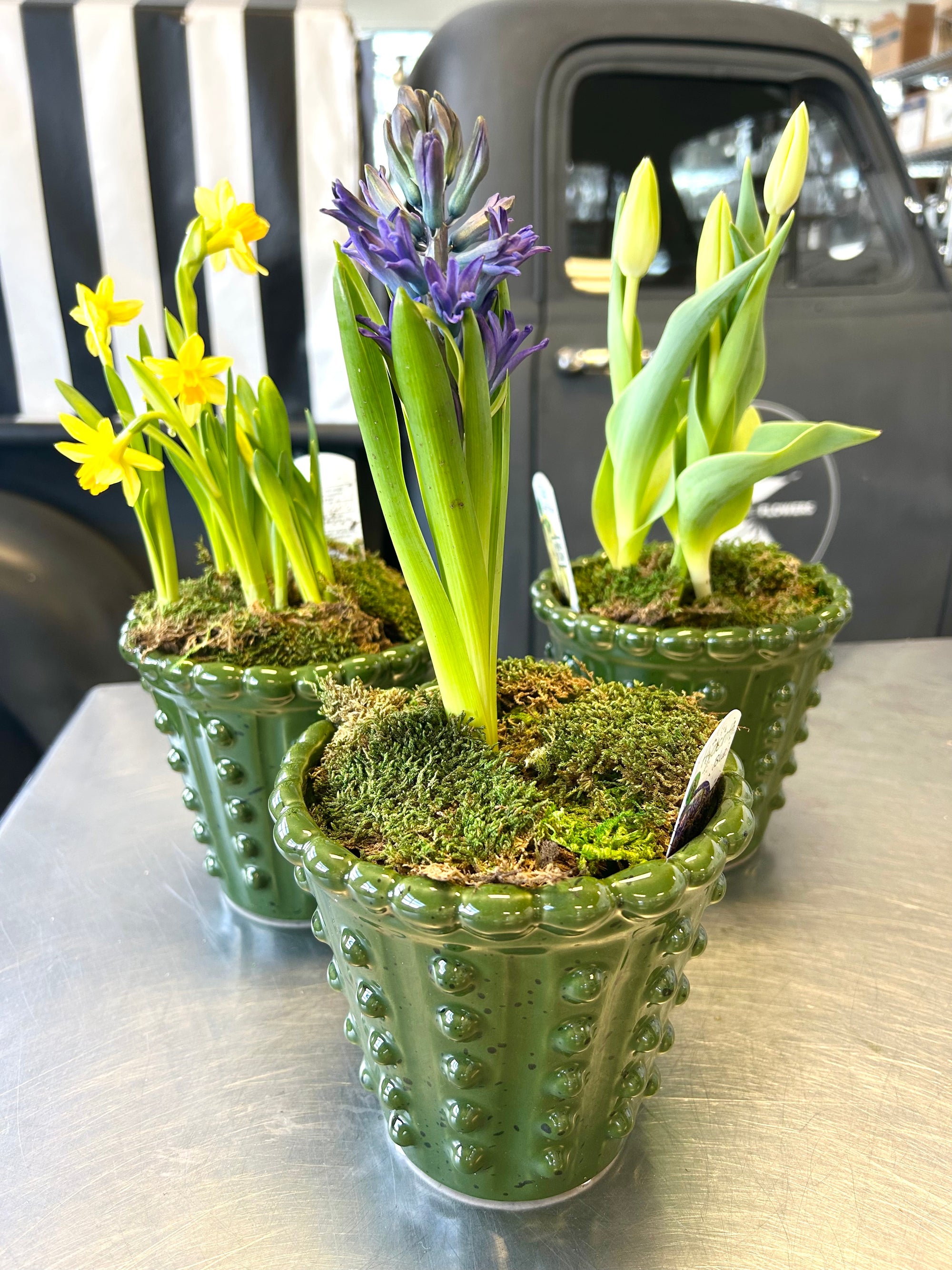 Spring Bulb Plants in Hobnail Planter