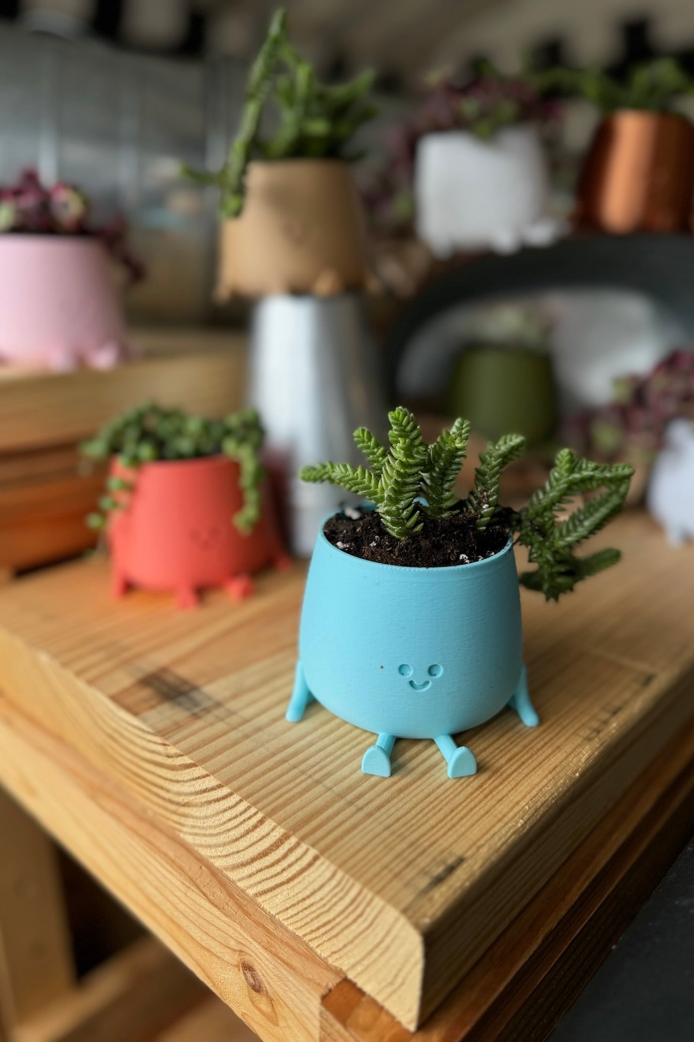 Happy Little Succulent Friend