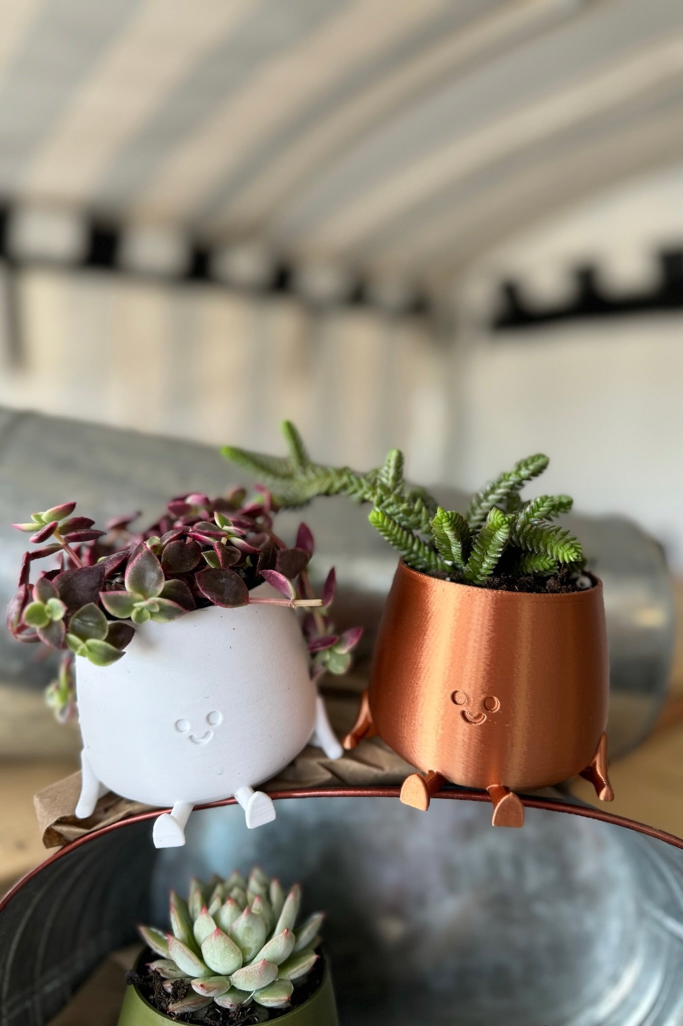 Happy Little Succulent Friend