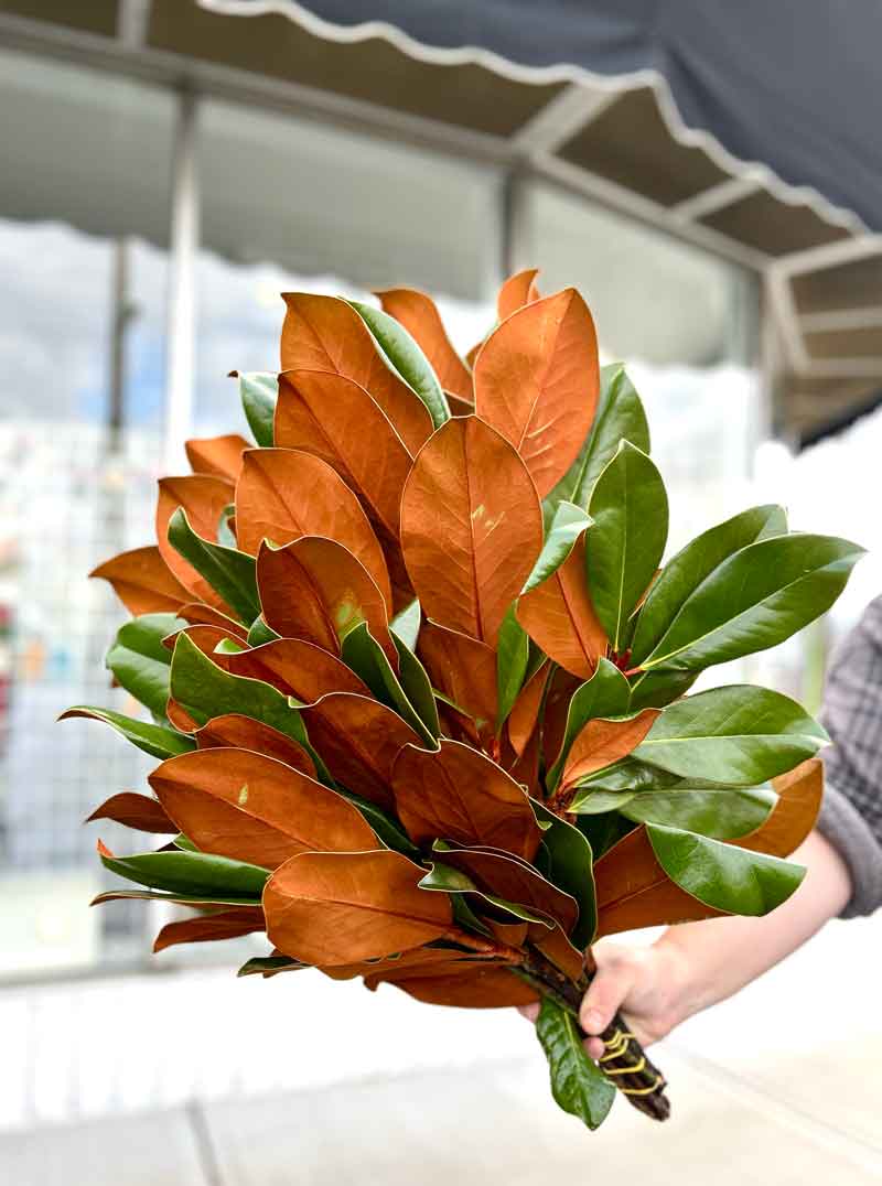 magnolia bunch