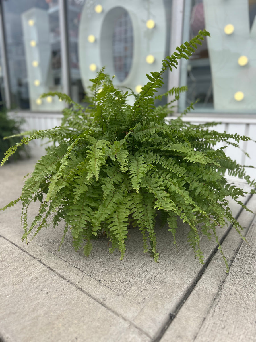 Boston Fern