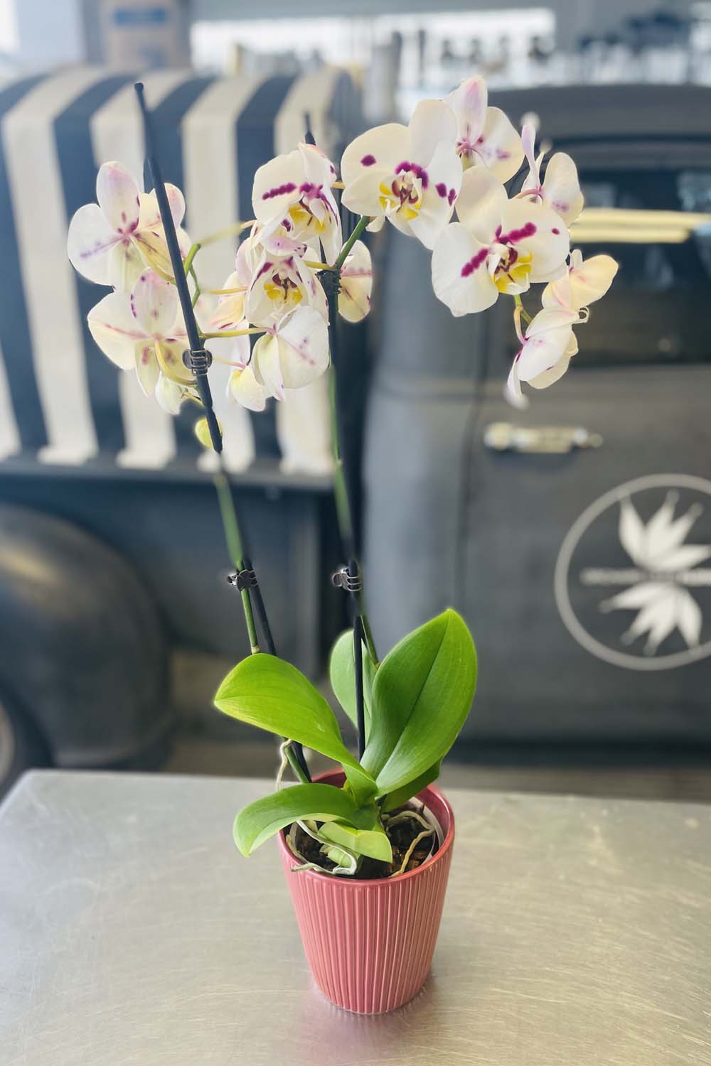 orchid house plants Potted Phalaenopsis Orchid Plant