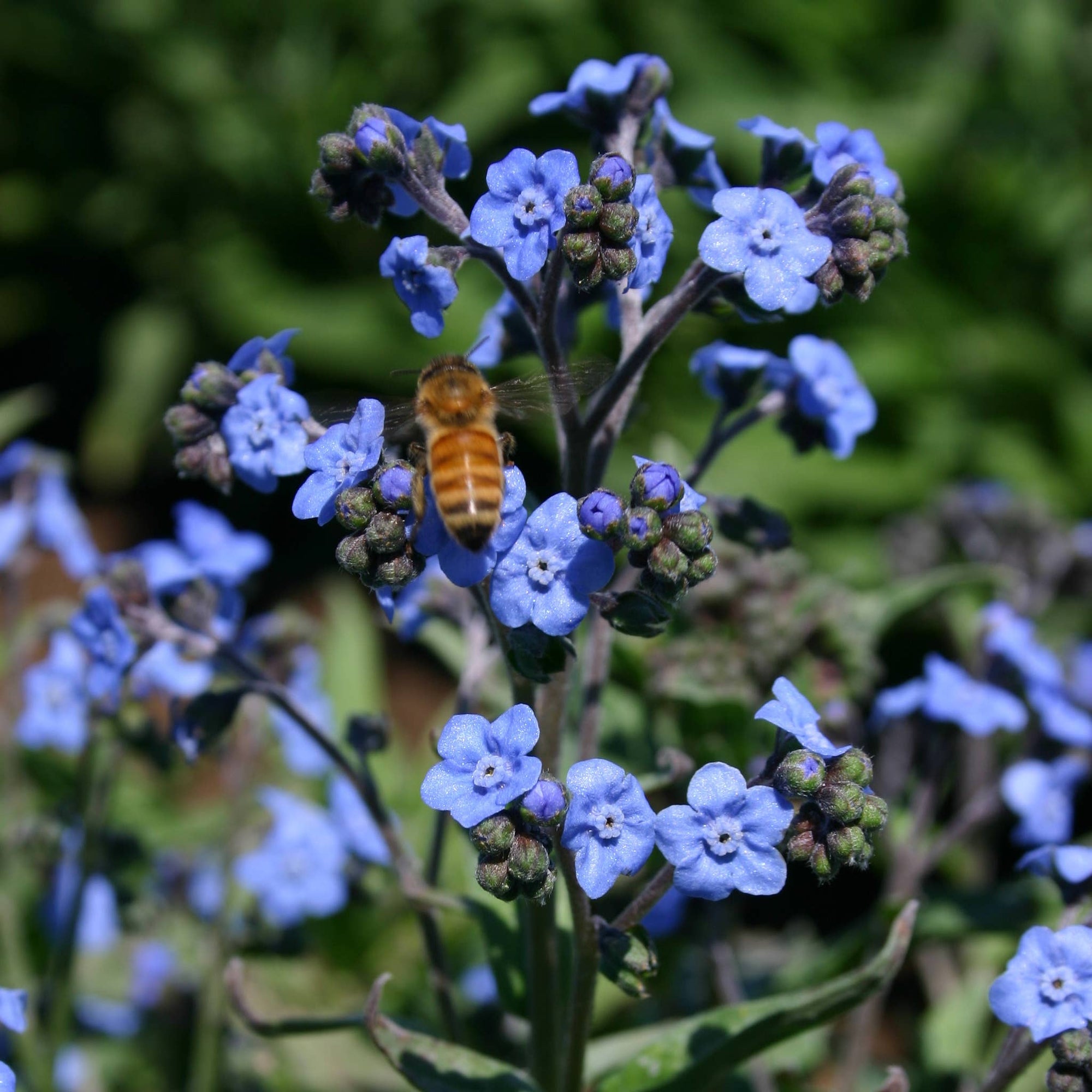 A Beloved Friend - Forget Me Not Seed Packets