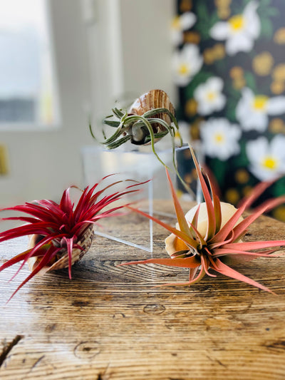Shell with Airplant