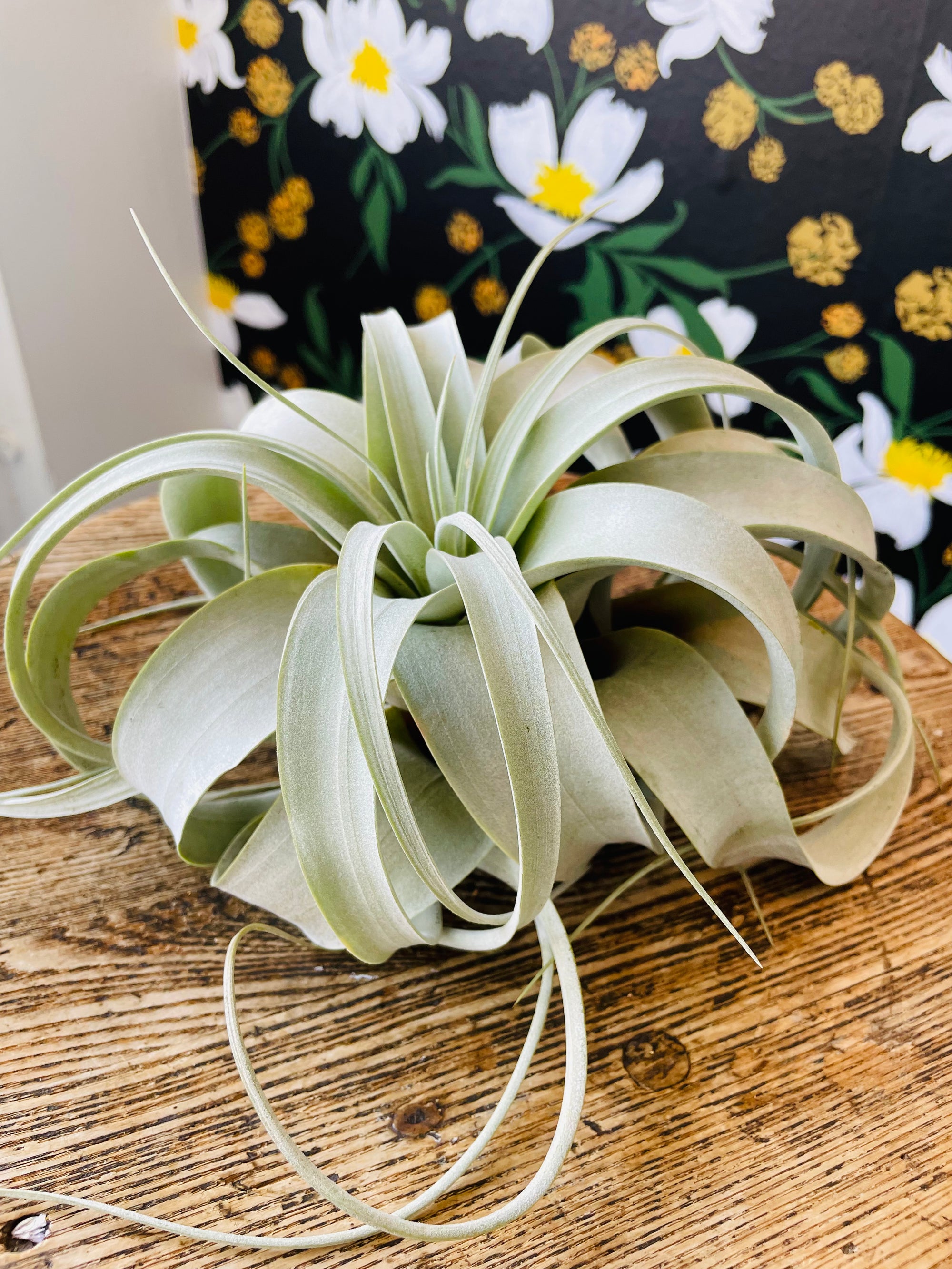 Air Plant Xerographica Geo Pot