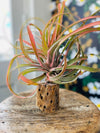 Capitata Peach Airplant in Cholla Wood