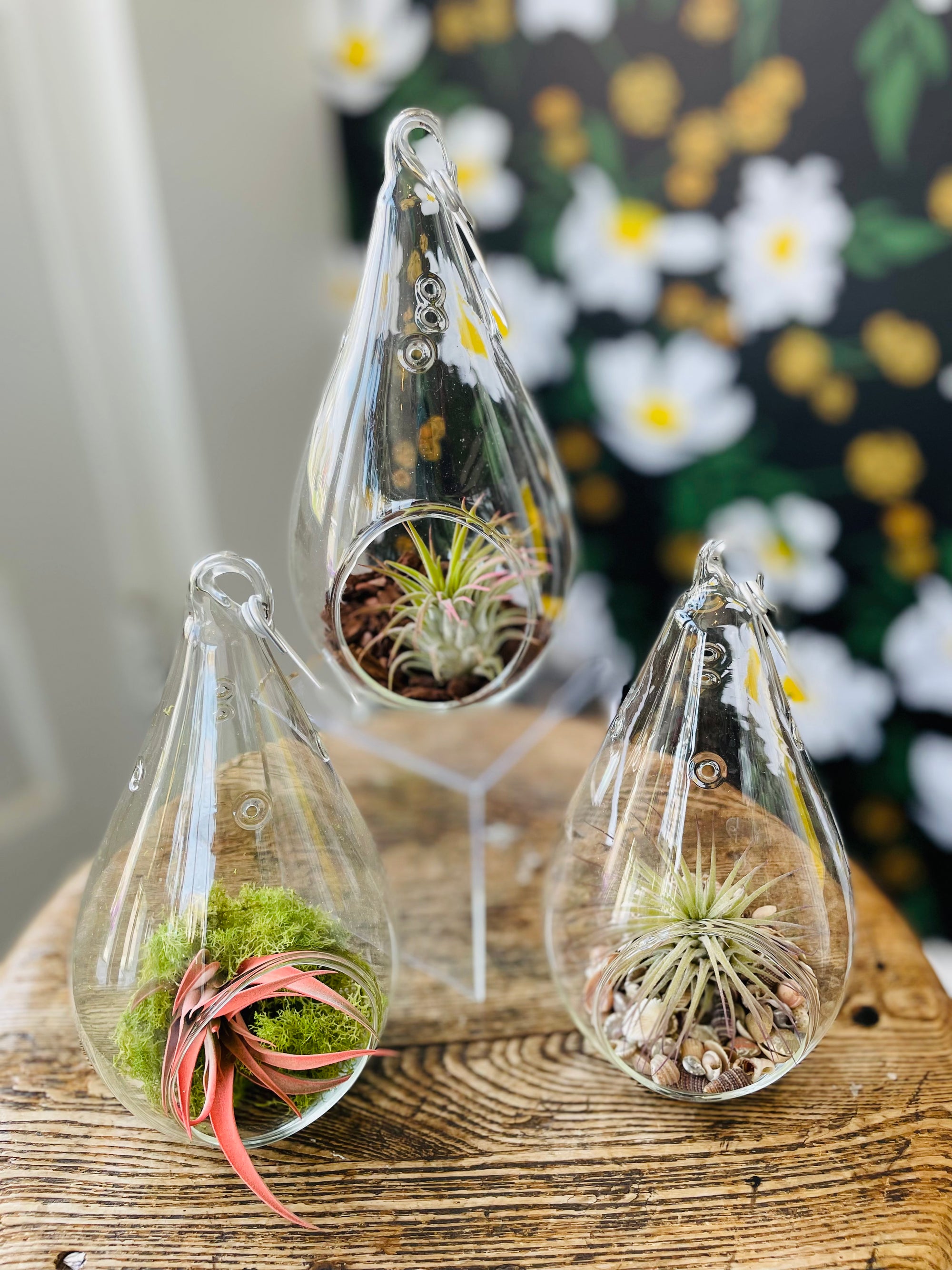 hanging glass air plant terrarium Glass Tear Drop Air Plant Terrarium