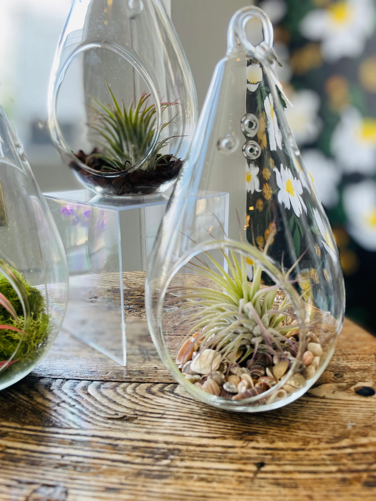 hanging glass plant terrarium Glass Tear Drop Air Plant Terrarium