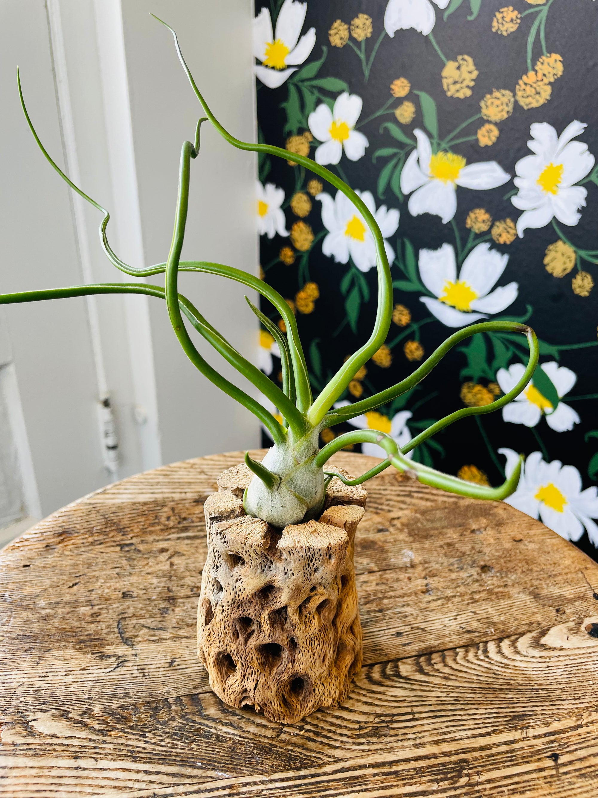 Bulbosa Belize Airplant in Cholla Wood