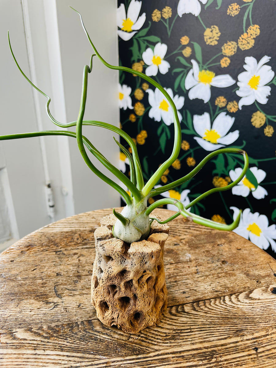 Bulbosa Belize Airplant in Cholla Wood