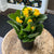 Kalanchoe Potted Plant