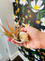 Shell with Airplant