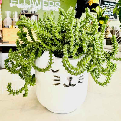 Cat Planter