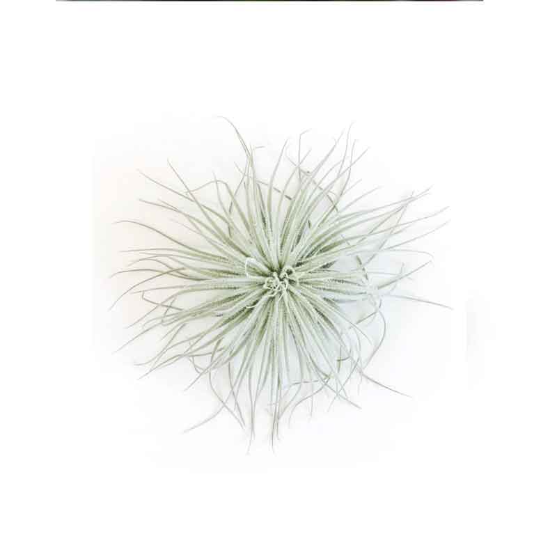Air Plant