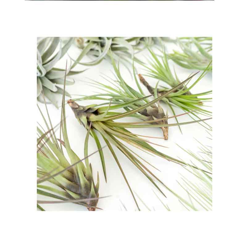 Air Plant