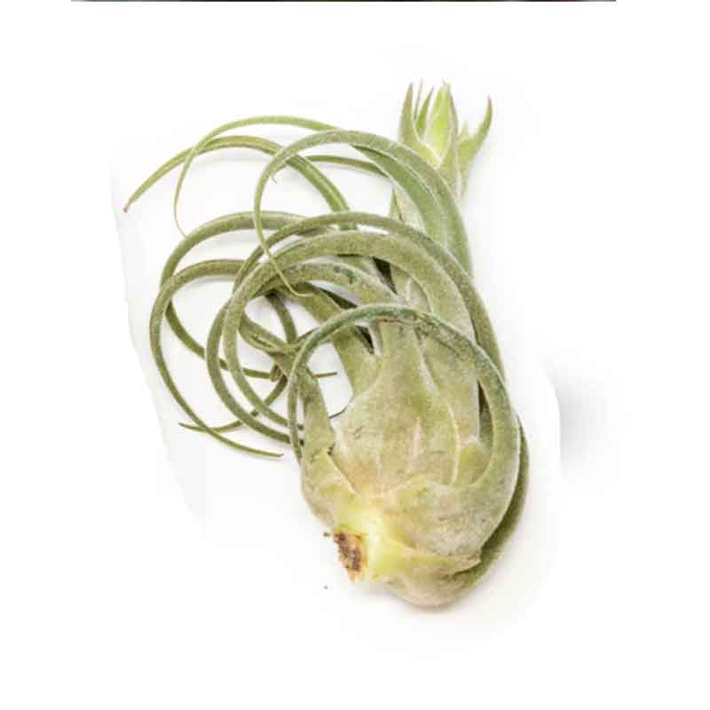 seleriana air plant Tillandsia Seleriana Air Plants