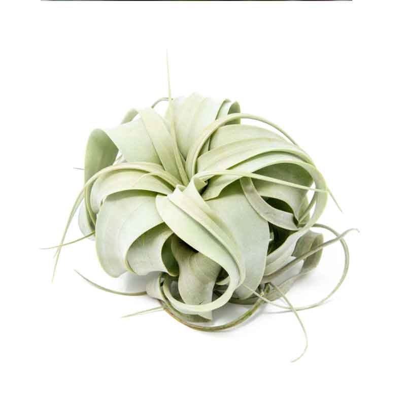 Air Plant