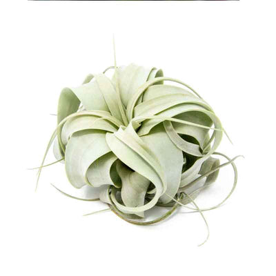 Air Plant