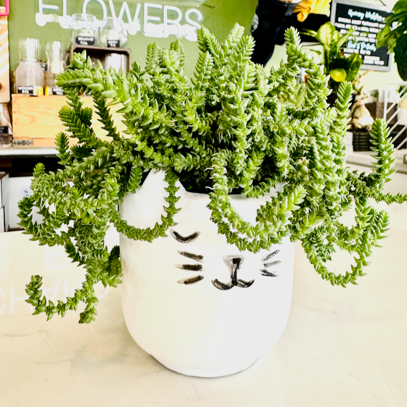 cat succulents Small Sleeping Cat Succulent Planter