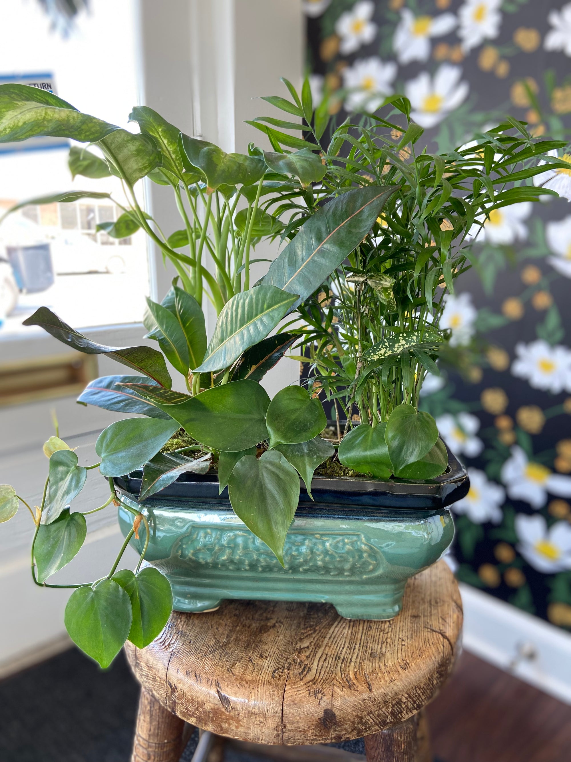 A potted mixed green plant arrangement in a glossy teal ceramic rectangular pot, displayed on a rustic wooden stool in an indoor setting with a floral wallpaper background.
