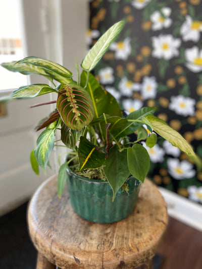 Dishgarden planter